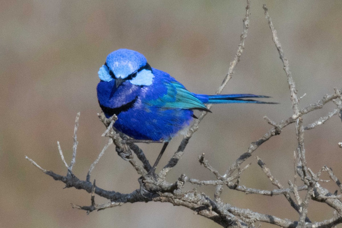 Splendid Fairywren - ML609444413