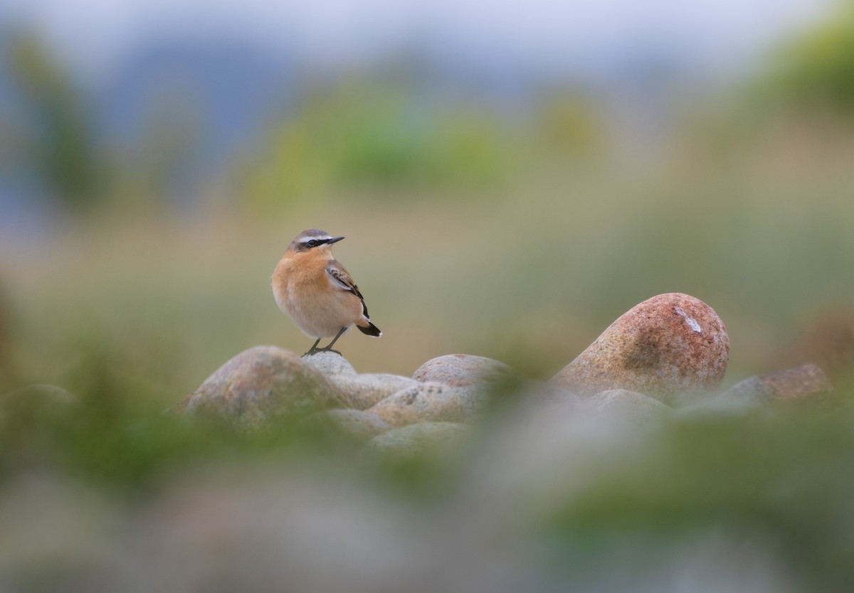 Northern Wheatear - ML609444437