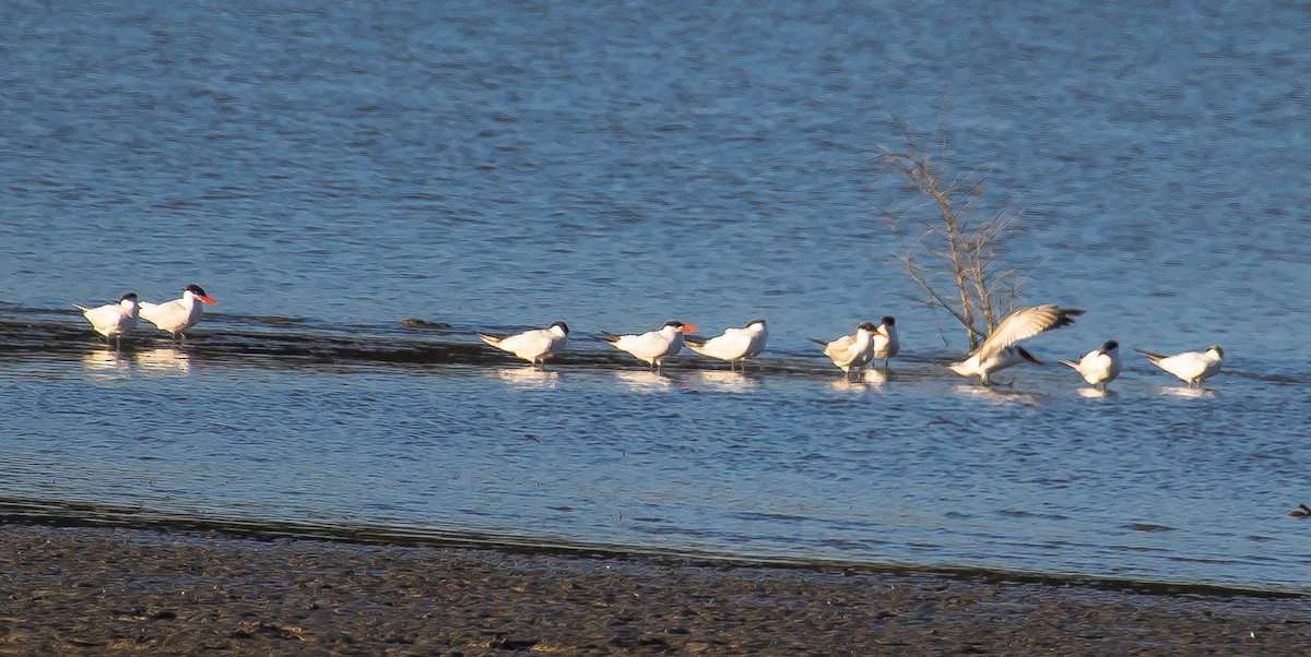 Caspian Tern - ML609444446