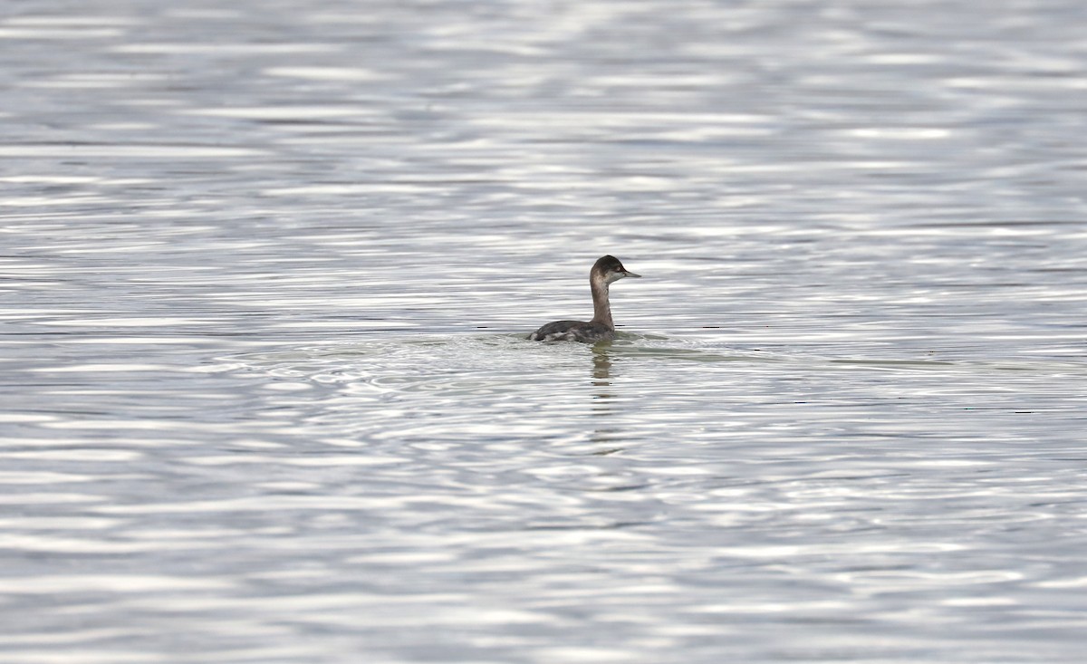 Eared Grebe - Chuck Gates