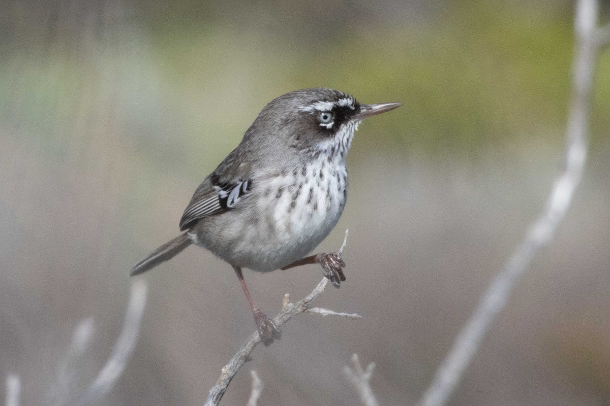 Spotted Scrubwren - Pat and Denise Feehan