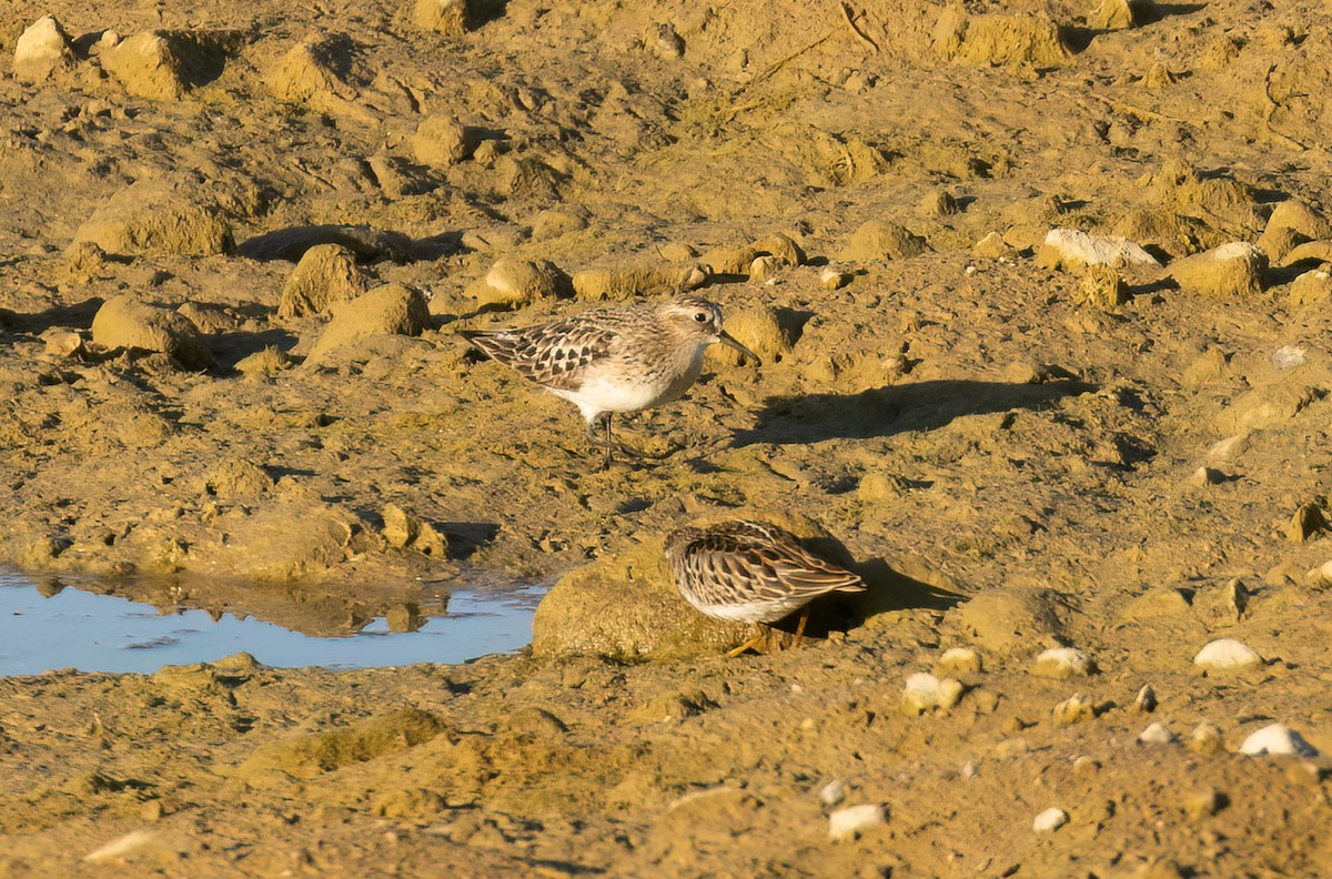 Baird's Sandpiper - ML609444480