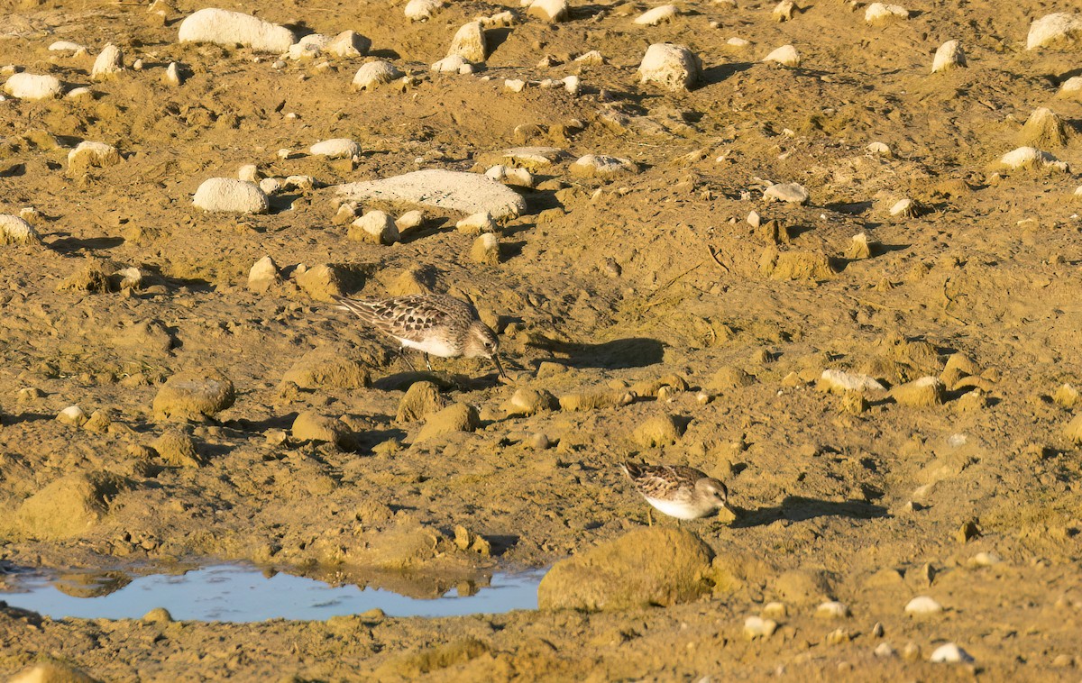 Baird's Sandpiper - ML609444482