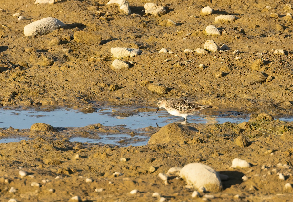 Baird's Sandpiper - ML609444483