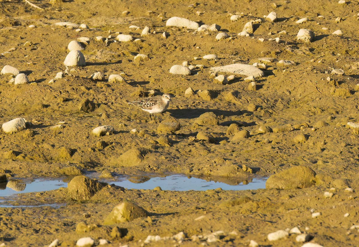 Baird's Sandpiper - ML609444488