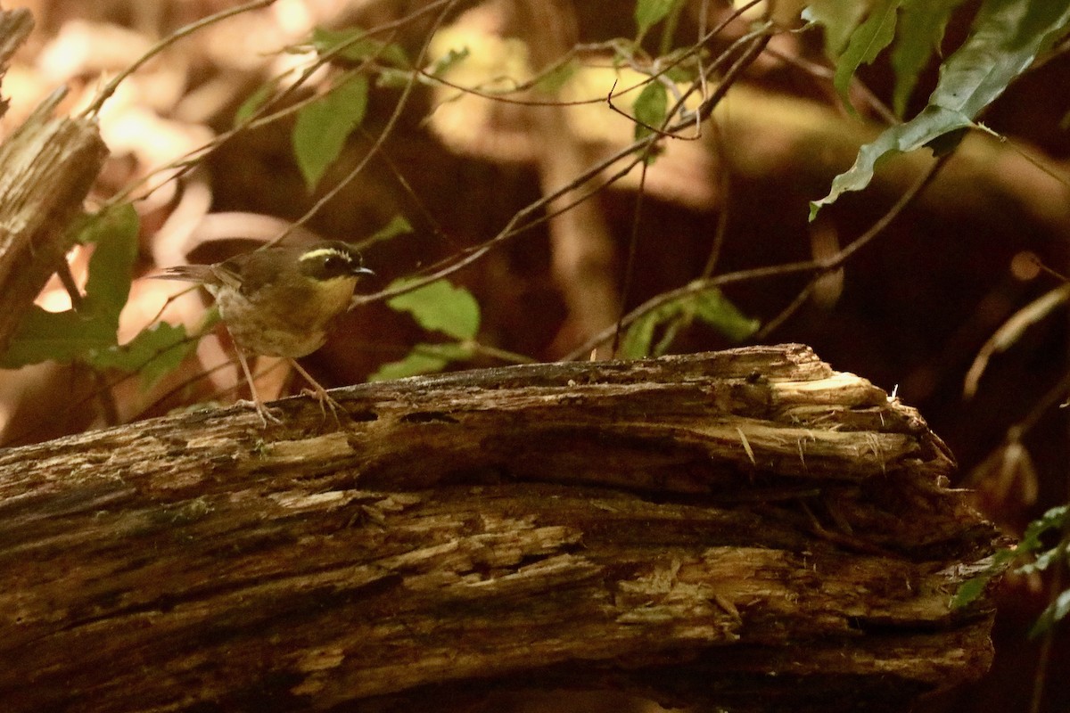 Yellow-throated Scrubwren - ML609444498