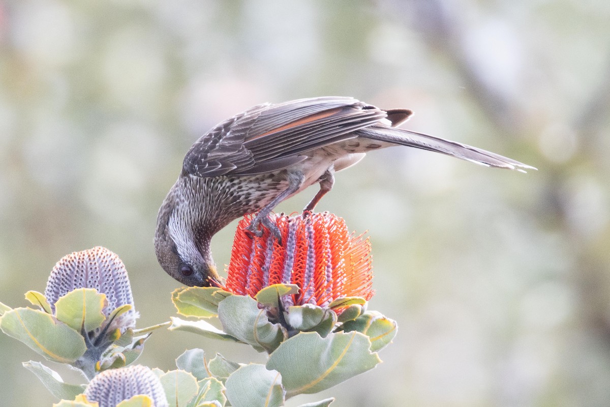 Western Wattlebird - ML609444598