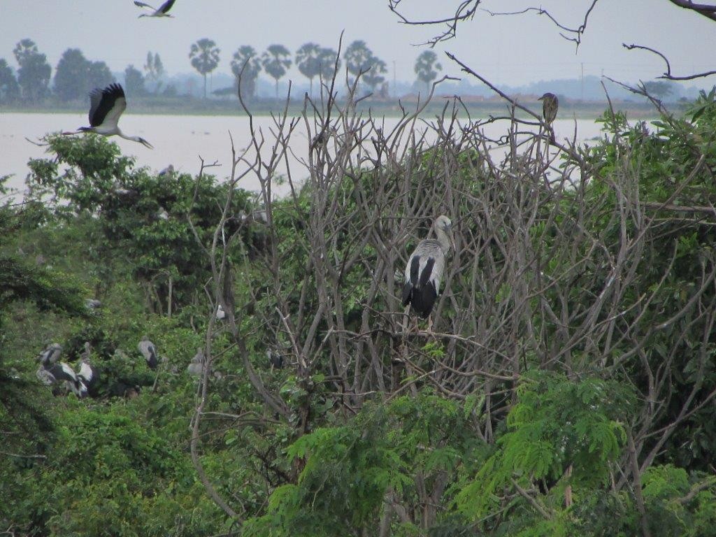 Asian Openbill - ML609444643