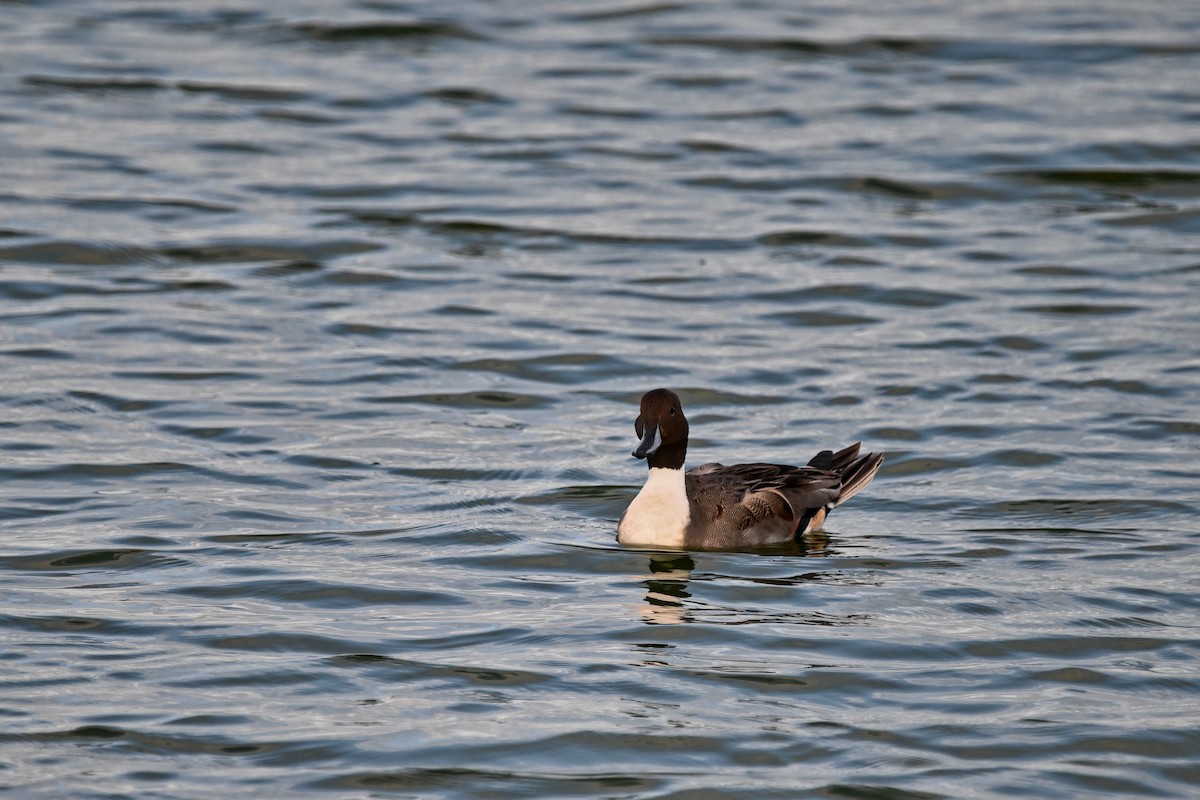 Canard pilet - ML609444902