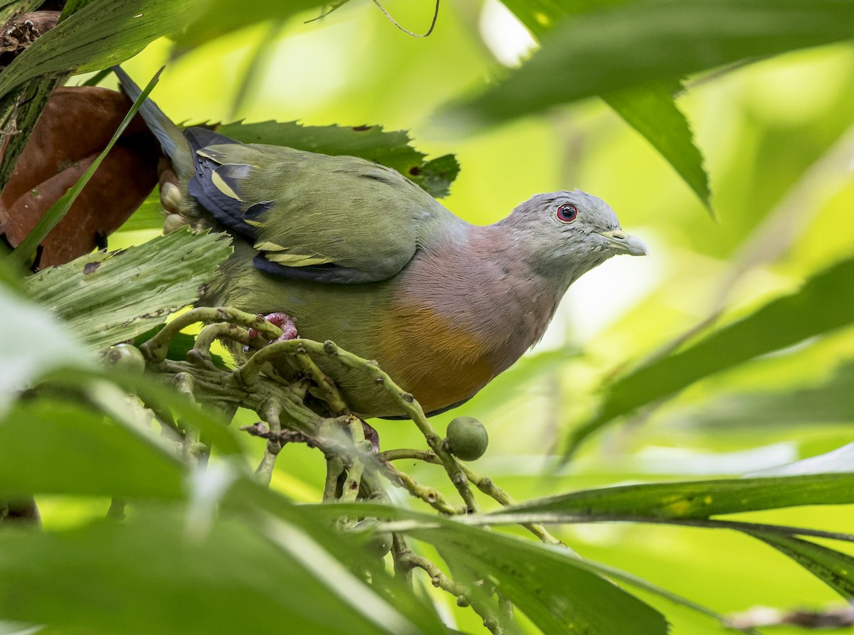 Pink-necked Green-Pigeon - ML609444917