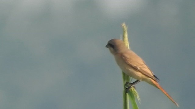חנקן ערבות - ML609444962