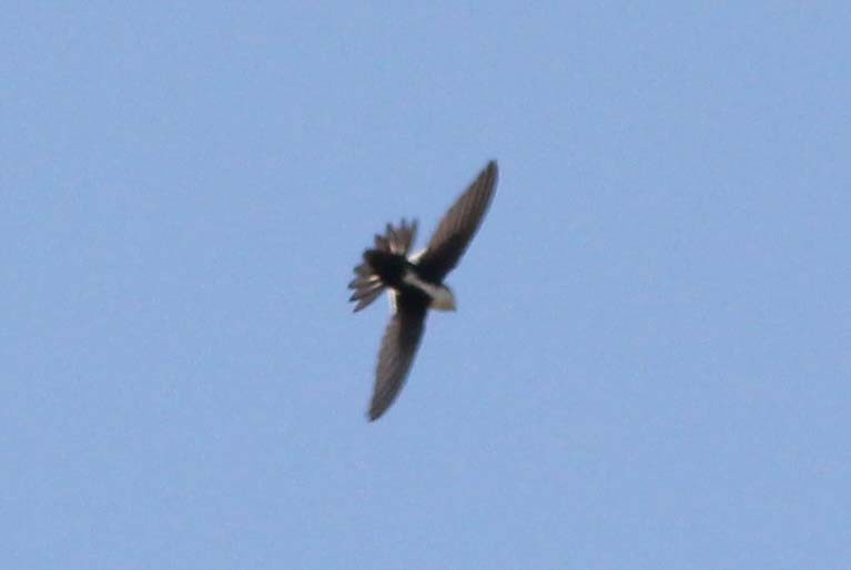 White-throated Swift - ML609444972