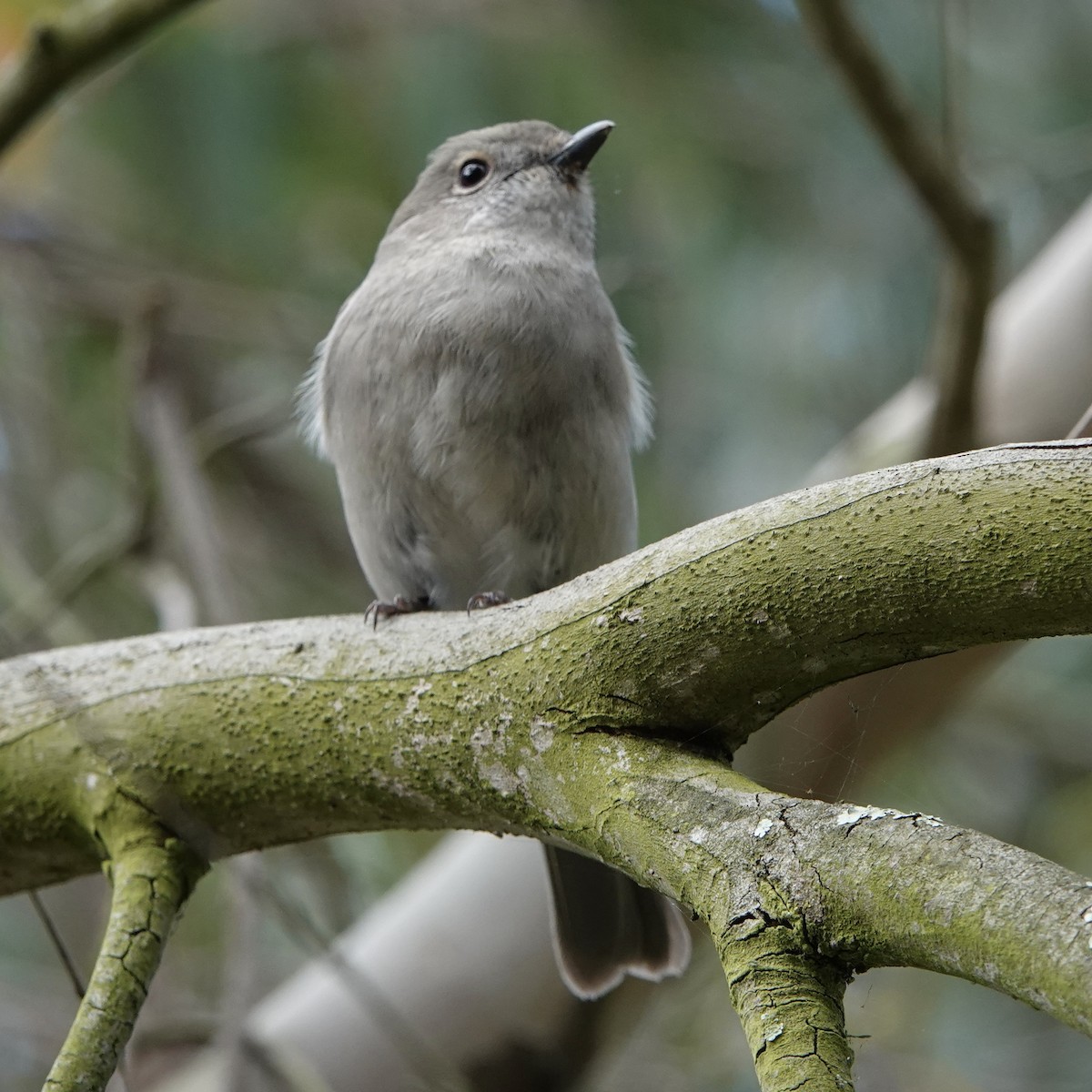 Golden Whistler (Eastern) - ML609444991