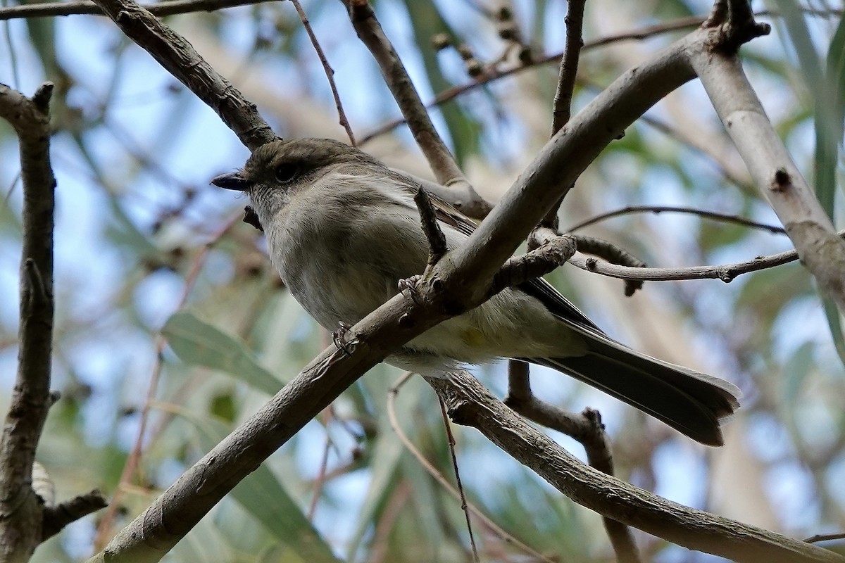Golden Whistler (Eastern) - ML609444993