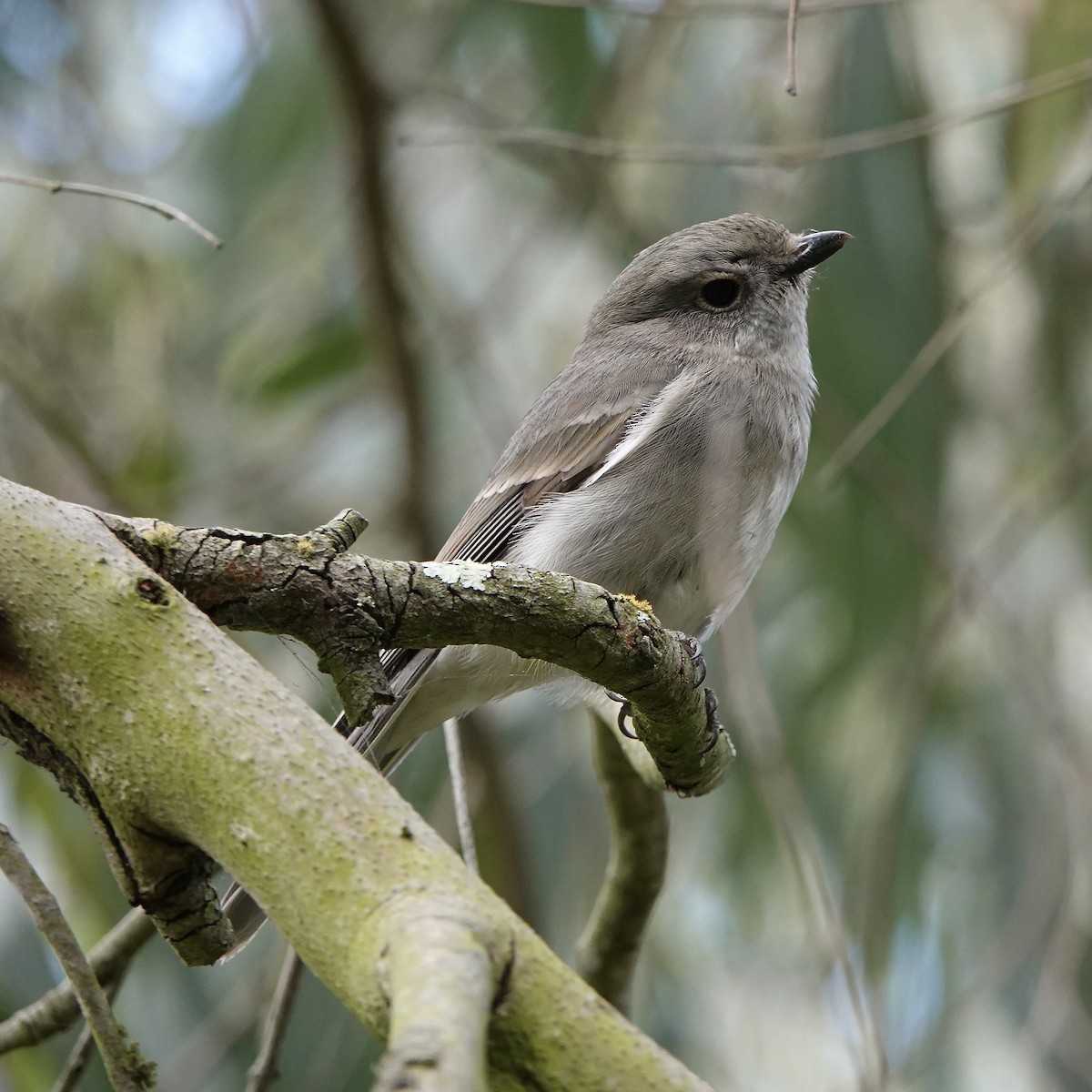 Golden Whistler (Eastern) - ML609444995