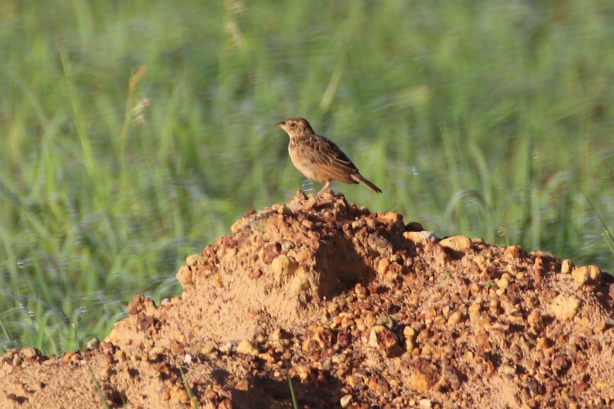 Singing Bushlark (Australasian) - James Lambert