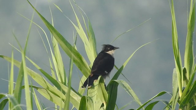 Pied Cuckoo - ML609445052