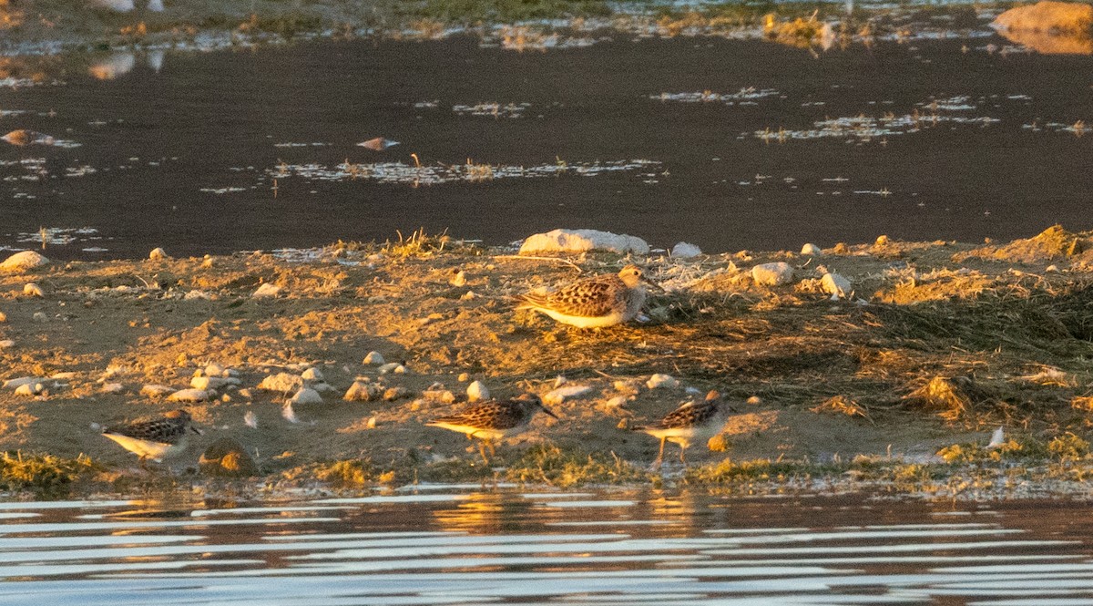 Baird's Sandpiper - ML609445062