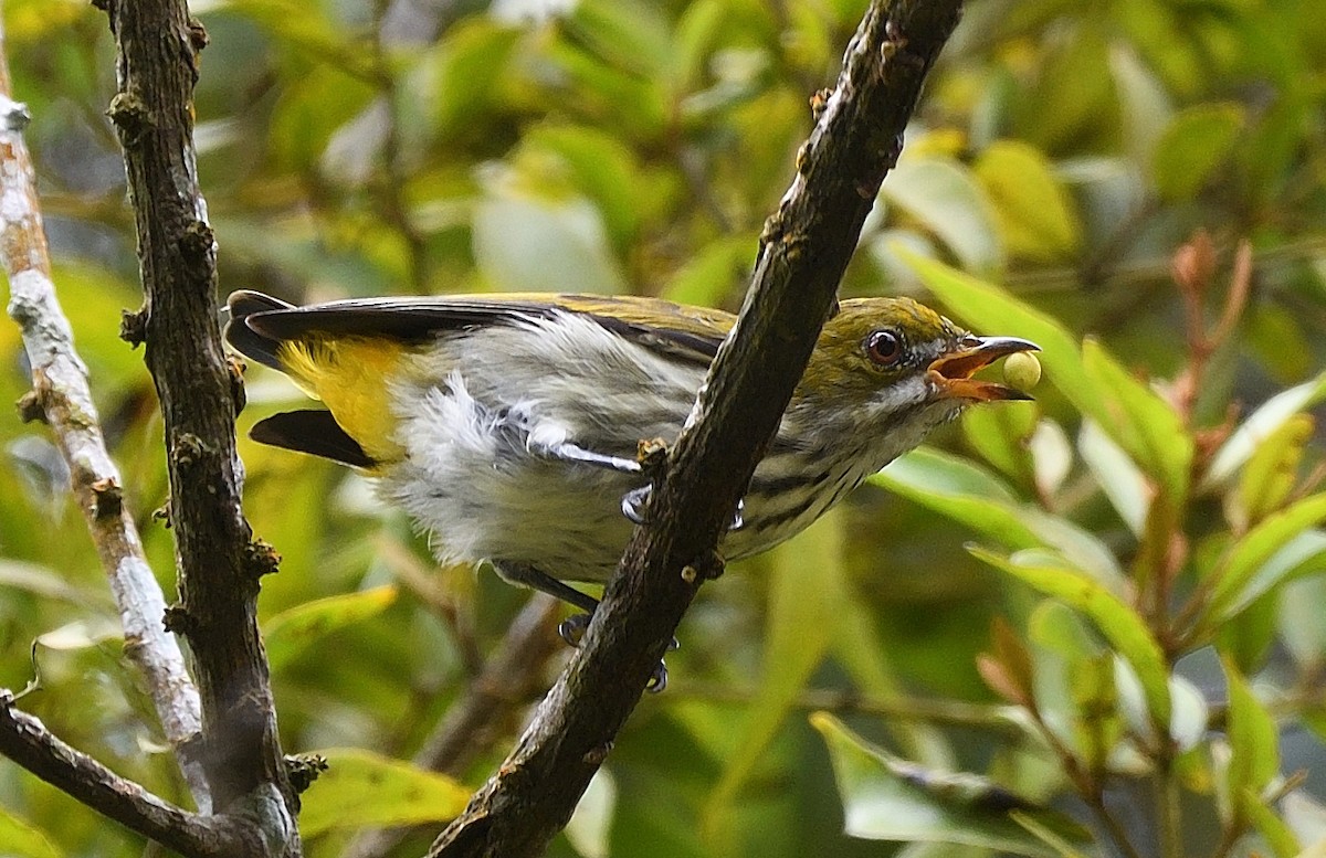 Yellow-vented Flowerpecker - ML609445083