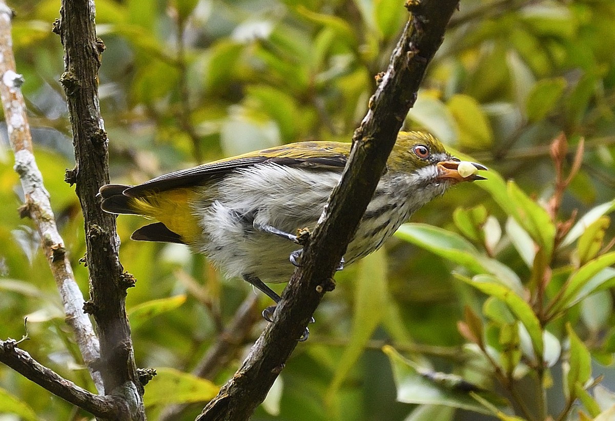 Yellow-vented Flowerpecker - ML609445084