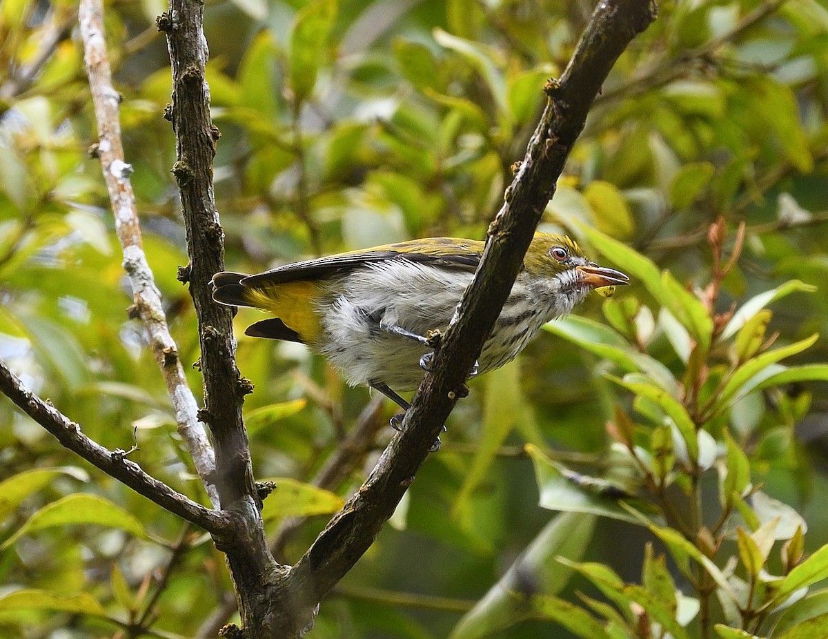 Yellow-vented Flowerpecker - ML609445085