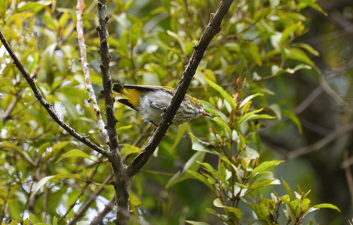 Yellow-vented Flowerpecker - ML609445086
