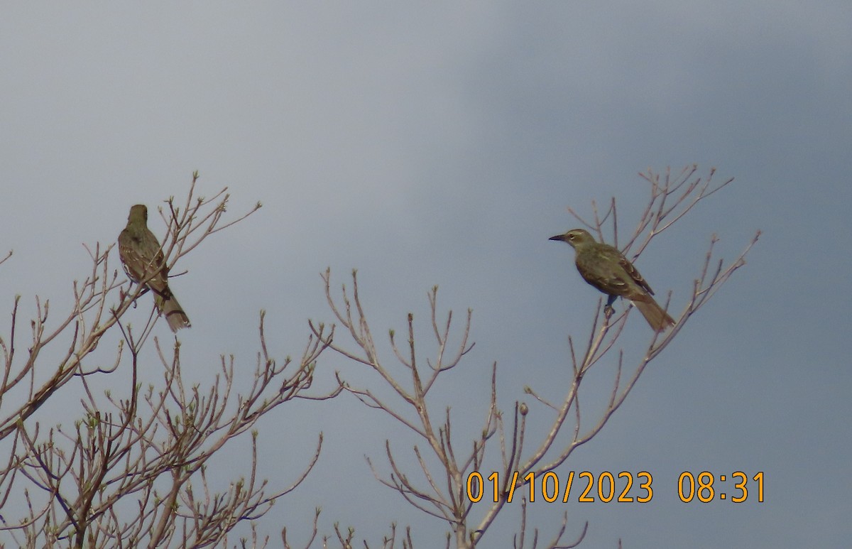 Olive-backed Oriole - ML609445184