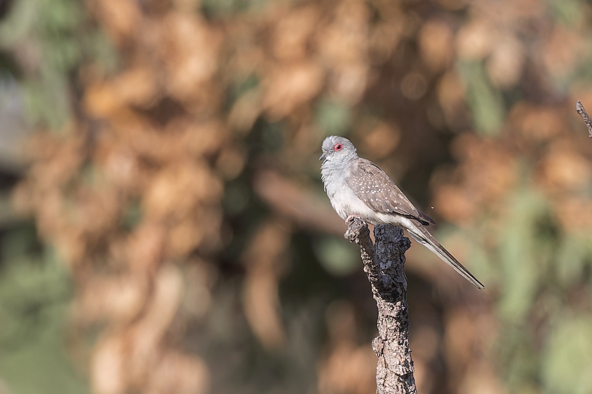 Diamond Dove - ML609445199