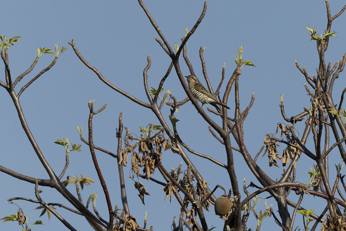 Horsfield's Bronze-Cuckoo - ML609445207