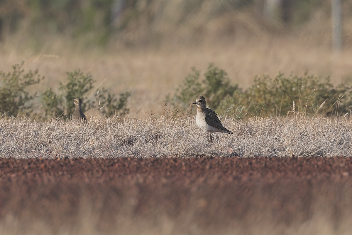 Oriental Plover - ML609445215