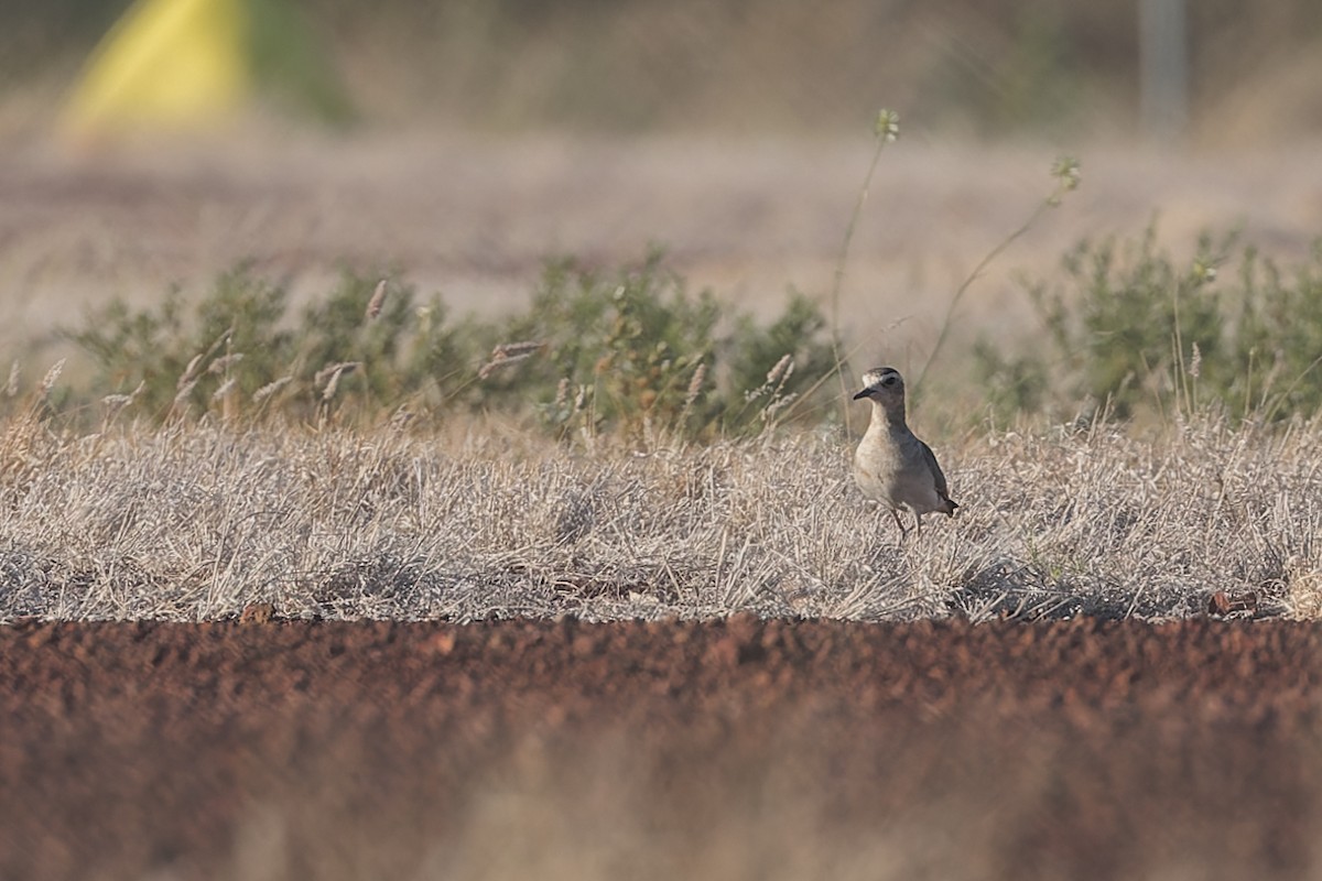 Oriental Plover - ML609445216