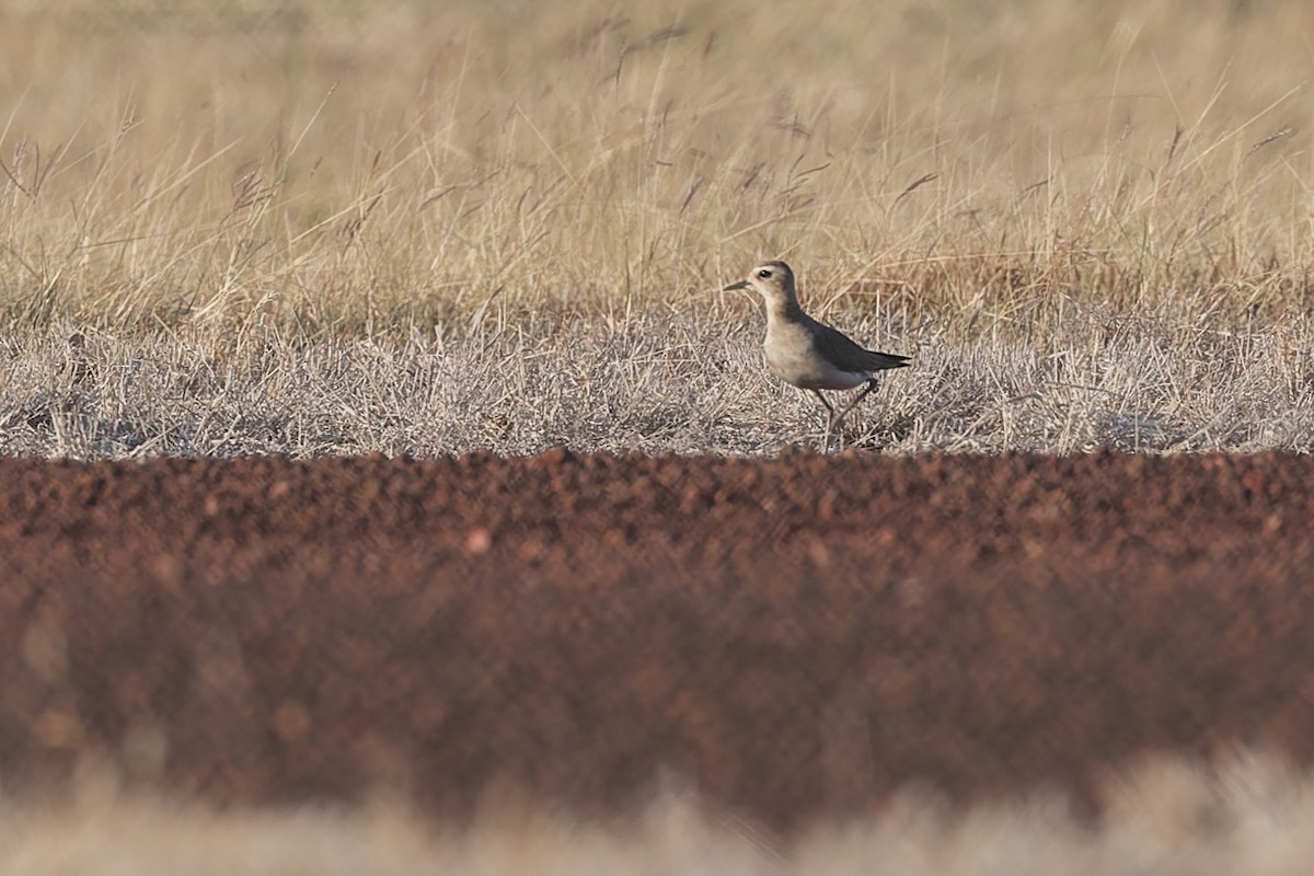 Oriental Plover - ML609445218