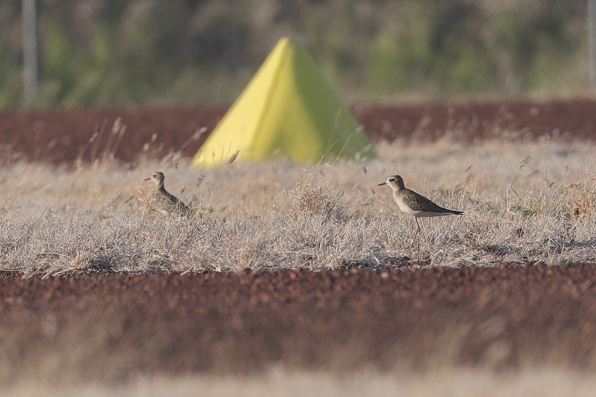 Oriental Plover - ML609445219