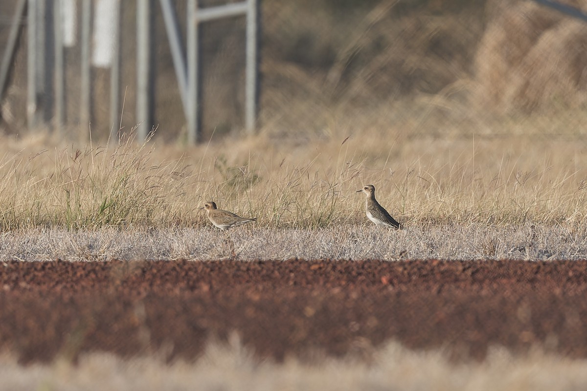 Oriental Plover - ML609445220