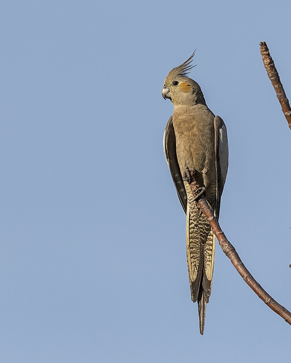 Cockatiel - ML609445228