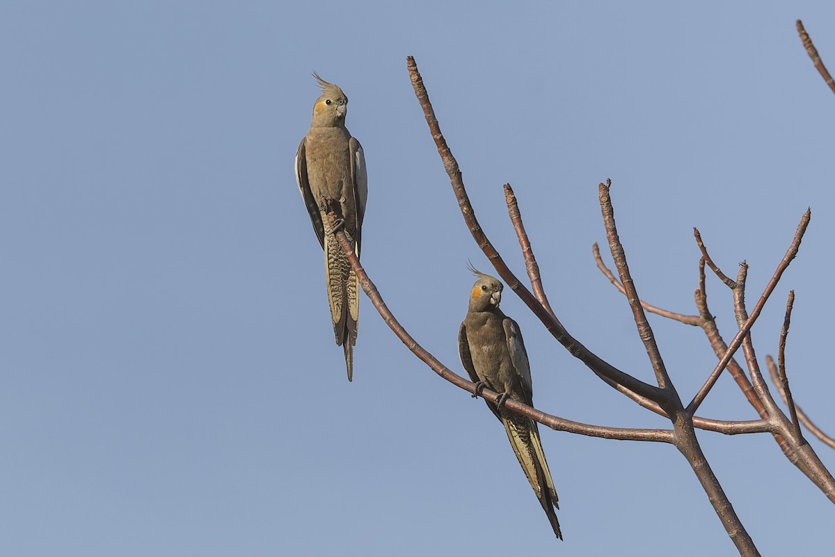 Cockatiel - ML609445229