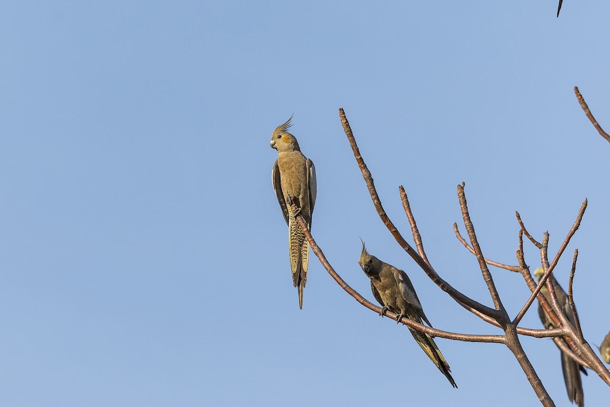 Cockatiel - ML609445232