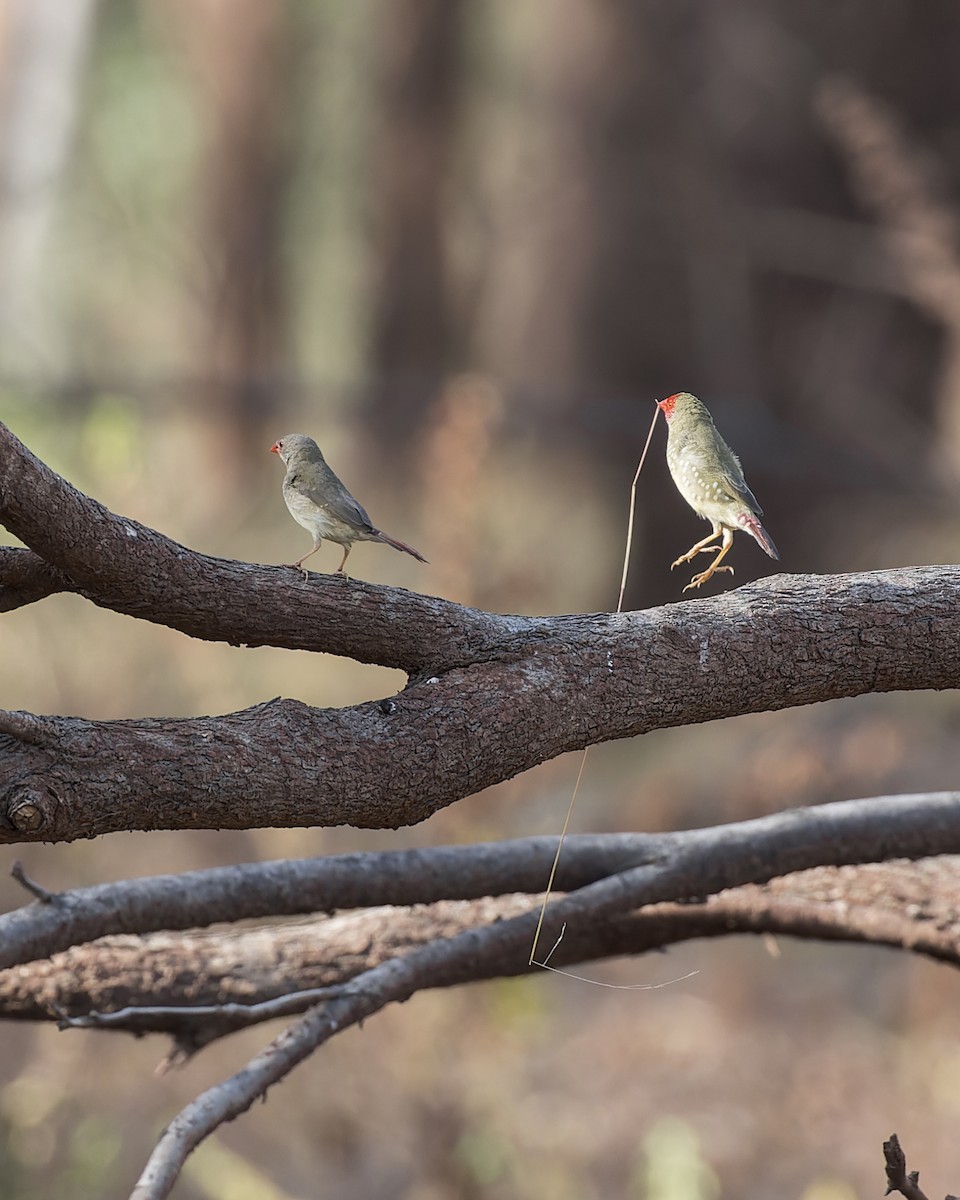 Star Finch - ML609445260