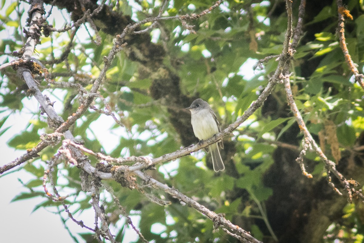 Least Flycatcher - ML609445418