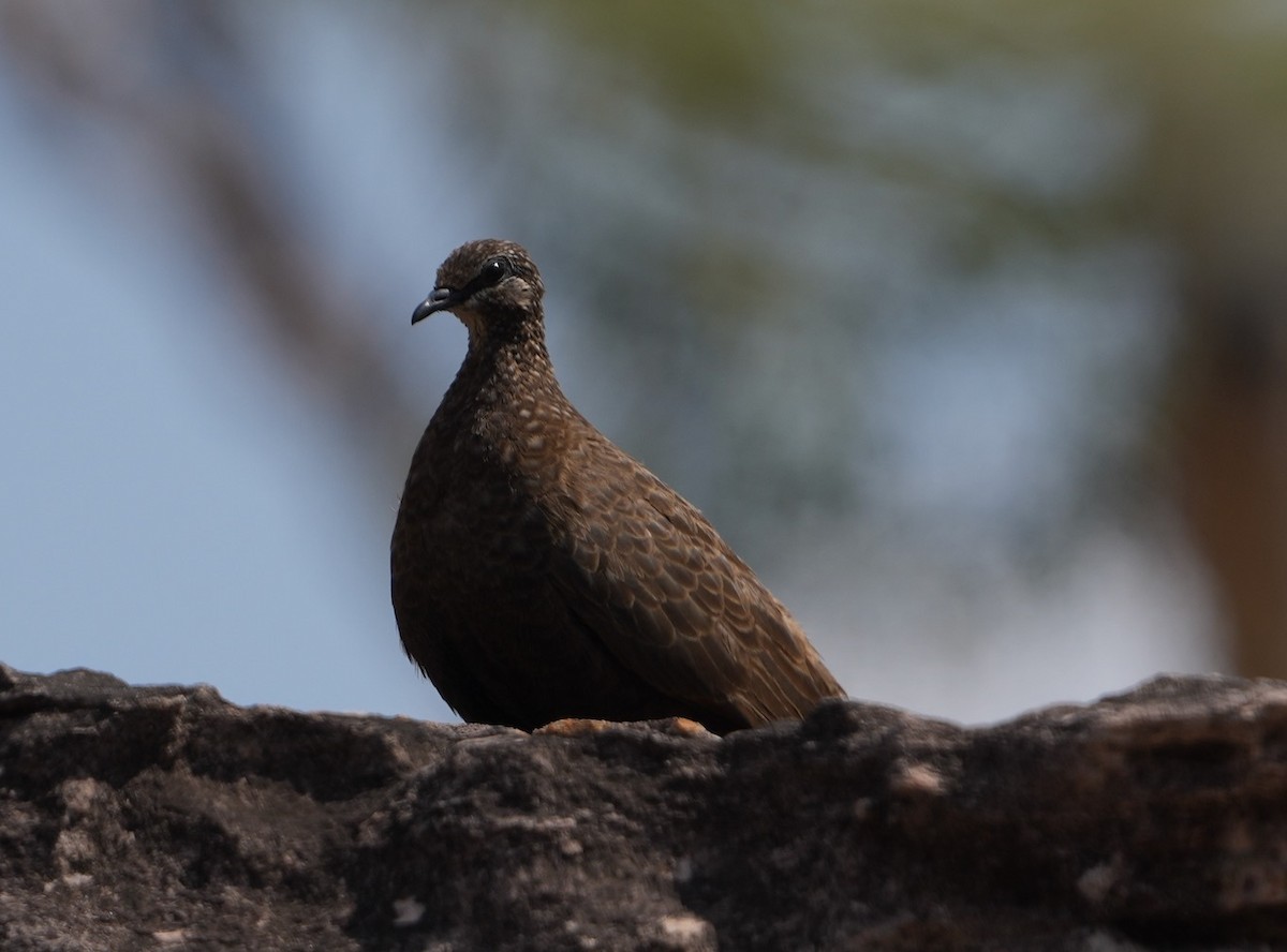 Chestnut-quilled Rock-Pigeon - ML609445423