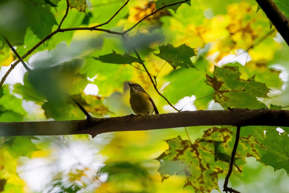 American Redstart - ML609445455