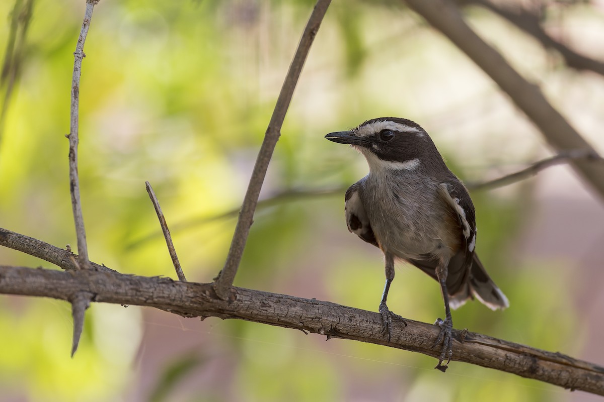 Buff-sided Robin - ML609445617