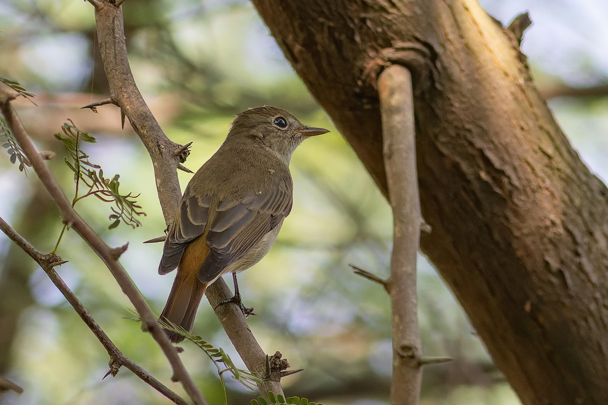 Rusty-tailed Flycatcher - ML609445619