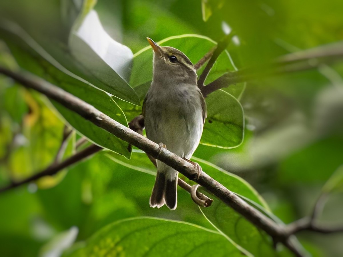 Two-barred Warbler - ML609445660