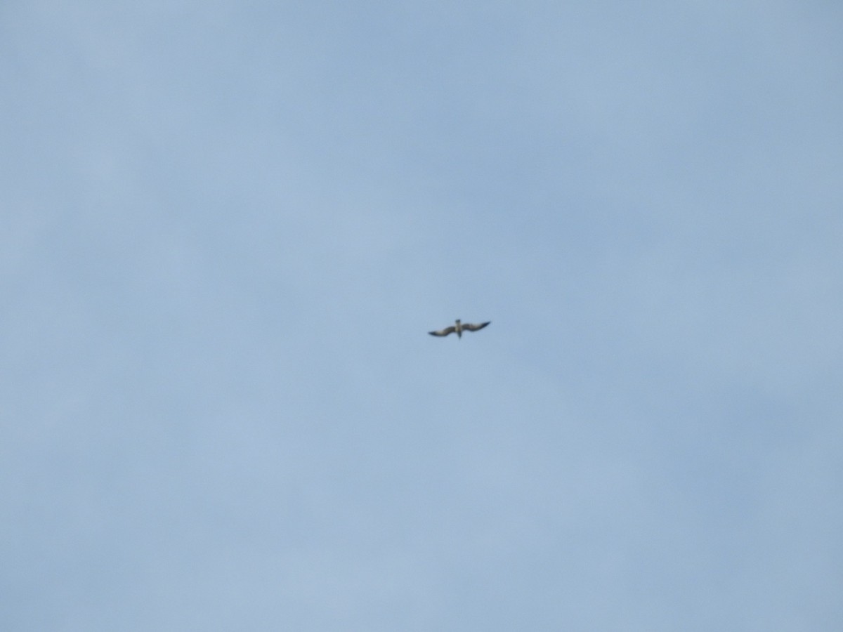 Sabine's Gull - ML609445709