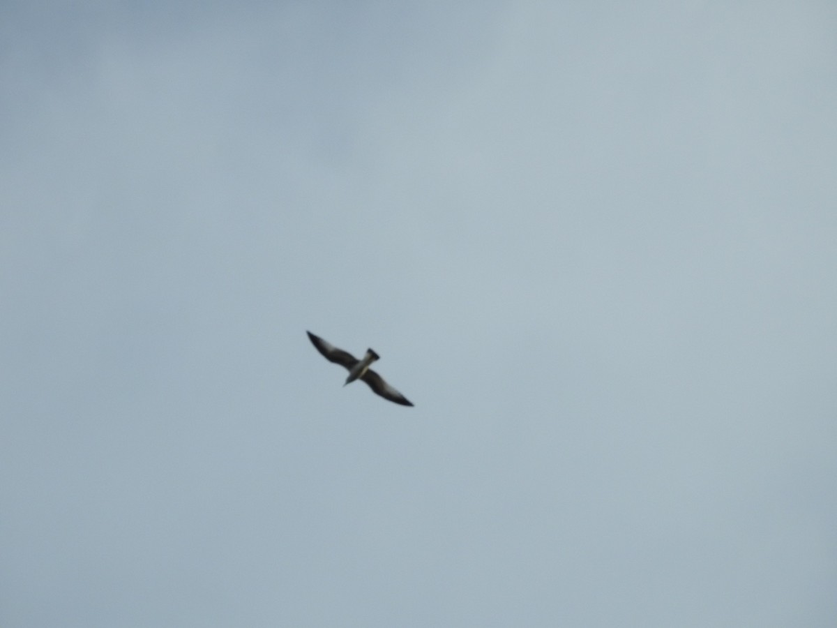 Sabine's Gull - ML609445710