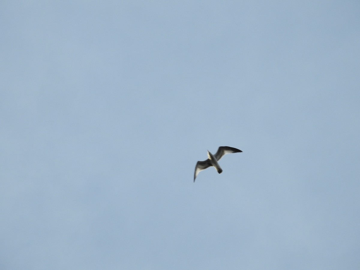 Sabine's Gull - ML609445711