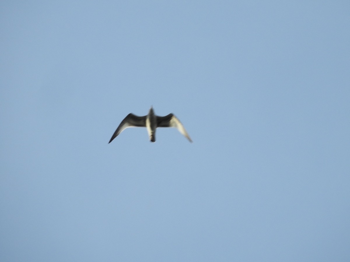 Sabine's Gull - ML609445713