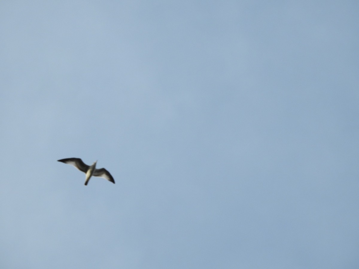 Sabine's Gull - ML609445714