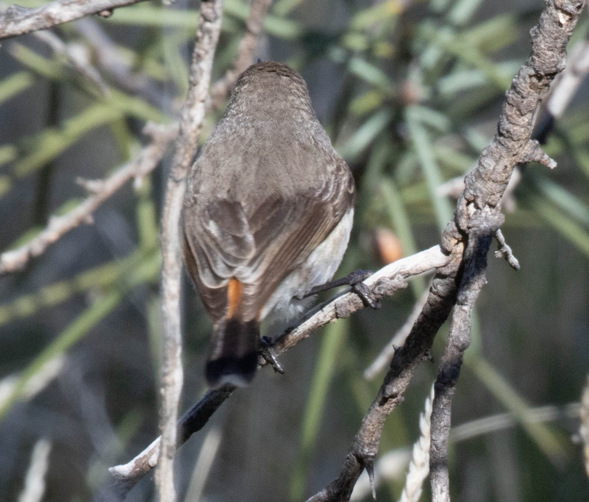 Chestnut-rumped Thornbill - ML609445735